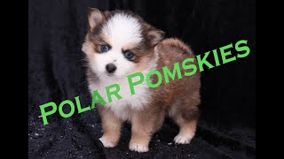 Pomsky Puppies  AVAILABLE  Polar Pomskies [upl. by Tullius676]