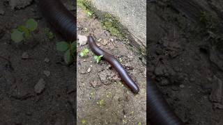 Narceus Americanus A Large Millipede Crawling Along [upl. by Coltun]