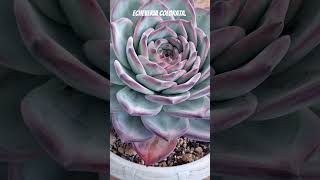 Echeveria Colorata suculents shortvideo plantas suculentas jardin garden cactus flowers [upl. by Steffie220]