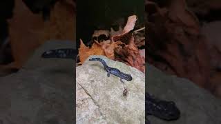 BlueSpotted Salamander Ambystoma laterale Predator Defense [upl. by Hailahk700]