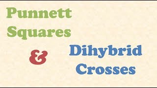 Punnett Squares and Dihybrid Crosses [upl. by Key]