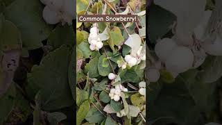 Symphoricarpos Albus or also called Common Snowberryshorts [upl. by Charlot]