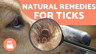 Preventing and Removing TICKS in DOGS 🕷️ 4 NATURAL REMEDIES [upl. by Roque768]