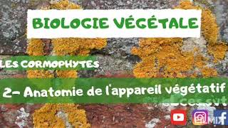 Les cormophytes  Anatomie de lappareil végétatif  شرح بالدارجة [upl. by Ecinev]