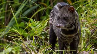 Malayan Civet The Mayalan Civet is the most distinguishable civet due to its dark legs and its long [upl. by Akimet]