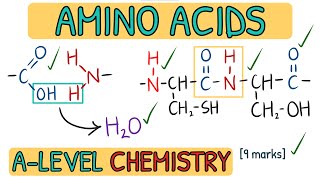 Amino Acids and Proteins  Exam Question Walkthrough｜AQA A Level Chemistry [upl. by Eceerehs]