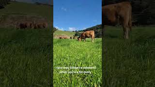 Why I do what I do everyday farming kiwi smallbusiness [upl. by Greggory389]