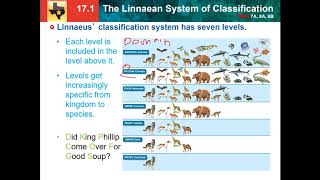 171 Linnaean system of classification [upl. by Boggers]