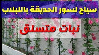 عمل سياج لسور الحديقة بنبات متسلق، زراعة اللبلاب Dolichos purpureus [upl. by Netsud]