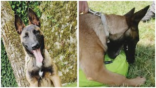 5 Month old Belgian malinois puppy [upl. by Kelcie]