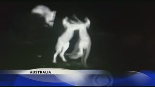 Kangaroos fighting [upl. by Akined]