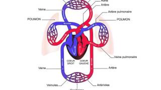La circulation sanguine [upl. by Candice]