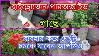 হাইড্রোজেন পারঅক্সাইড গাছে দিয়ে দেখুন চমকে যাবেন।। How to use hydrogen peroxide।। H2O2 [upl. by Earlie242]