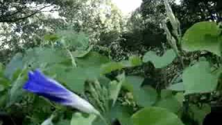 time lapse Grandpa Ott Morning glory opening [upl. by Odnama]