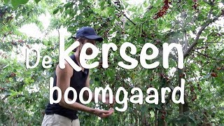 De kersen boomgaard [upl. by Blackmore]