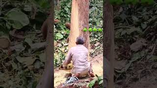 Amazing super tree cutting in Kerala 🌳🌳🌳🌳🌳👍👍👍👍👍👍 [upl. by Assirk]