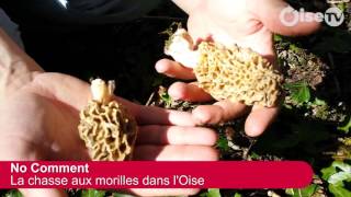 Les secrets pour cueillir des morilles dans lOise No comment [upl. by Floridia181]