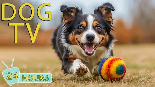 DOG TV Best LongLasting Videos to Calm amp Entertain Dogs When Alone  Music for Stress Relief Dogs [upl. by Winter363]