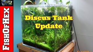 60 Gallon Discus Tank Update 12916 [upl. by Agler]