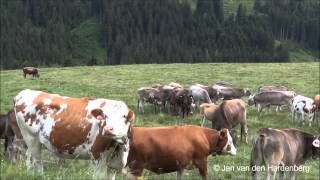 Koeien cows in Tirol  Zillertal  Austria  Österreich  Oostenrijk [upl. by Einram]