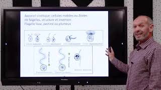 Biologie des Org Vgtaux  Thallophytes Phycologie et Mycologie [upl. by Neehsuan]