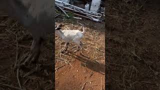 goudfarm profarmer farmlife nature indian farmer animals crazyanimals cow [upl. by Larrad450]