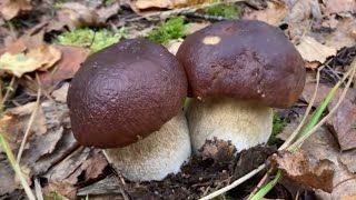 Finland legendary Forest 🍄‍🟫 funghiporcini fungi nature mushroom northpolemushroom [upl. by Enirhtac]