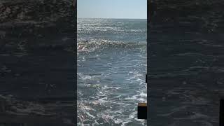 Good waves at Cayucos pier surfsup bigwaves cayucospier [upl. by Mera]