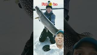 Fish catching ice 🐠short fishing bigpike fish icefishing icefish ice [upl. by Ecinna]