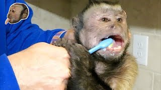 Monkey Gets Teeth Brushed [upl. by March361]