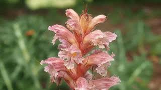 Orobanche du Panicaut ou Orobanche couleur d​améthyste [upl. by Alroi]