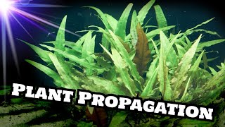 Cryptocoryne Wendtii Green Plant Propagation [upl. by Spring]