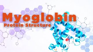 Myoglobin  Protein Structure [upl. by Olivie]