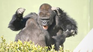 Huge Silverback Gorilla Shows Off His Strength  Gorillas Screaming  The Shabani Group [upl. by Nahaj787]