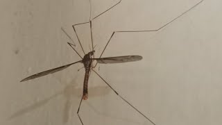 Biggest mosquito 🦟 in the world   biggest insect got my camera [upl. by Revert]