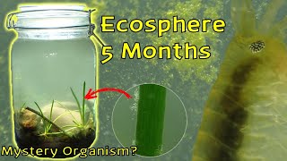 Amphipod EXPLOSION and Mystery Organism │ Woodland Stream Ecosphere  5 Month Update [upl. by Lrigybab]