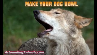 🐺 1Minute Wolf Howl amp Dog Reaction Test 🐶 GUARANTEED TO MAKE YOUR DOG HOWL Howling Wolves amp Dogs [upl. by Ahab488]