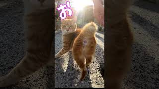 猫」「CAT amp PEACE」 猫動画 cat straycat 猫動画 野良猫ちゃん ねこ [upl. by Carley]