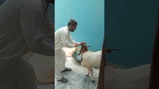 Bakra Laray Bado Badi  New Kids Song 2024  Abu Huraira amp Dua Shiwani  Beautiful Video [upl. by Normac]