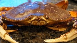 Cooking a fresh Dungeness Crab [upl. by Sammons]