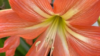 Beltane Blessings from Australia [upl. by Ahsieym]