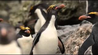 Macaroni Penguin head shake [upl. by Hamish]