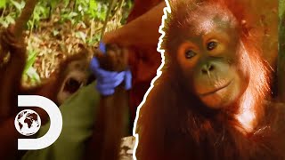 Cute Baby Orangutan Gets Hysterical When Separated From Favourite Nurse  Meet The Orangutans [upl. by Weinert]