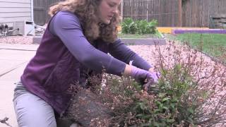 How to Prune an Anthony Waterer Spirea Shrub with Dieback [upl. by Byrn]