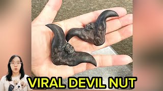 Devil nut [upl. by Currier]