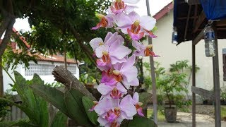 Anggrek Doritis  Phalaenopsis pulcherrima  Anggrek amp Jamur jelaga black fungus [upl. by Akeber]