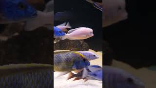 Cyrtocara moorii Leucistic aquarium malawi malawicichlids cichlid cichlids haplochromis [upl. by Aniham52]