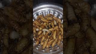 Woodworm larva [upl. by Atel]