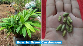 How to grow cardamom plant at home [upl. by Gnuhp]