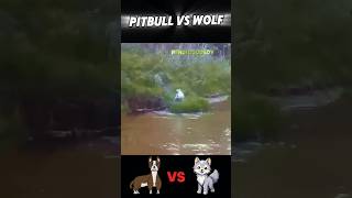 Wolf vs Pitbull trending animals wolf vs pitbull dog wildlife youtubeshorts viralvideo [upl. by Angy]